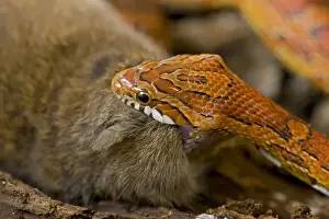Corn Snake - eating Mouse - controlled conditions - USA