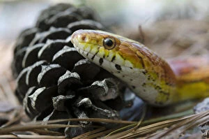 Corn Snake (Elaphe guttata), Captive. The