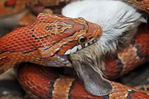 Corn Snake (Pantherophis guttatus) - Eating mouse - Captive - Formerly Elaphe guttata - Native to southeastern United States - One of the most common pet snakes in the world