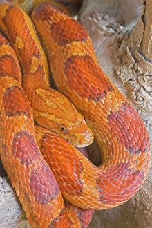 Images Dated 10th January 2008: Corn Snake - USA