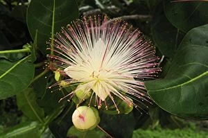 Cornbeefwood / Barringtonia Flower (Barringtonia racemosa )