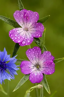 Droplets Prints: Corncockle (Agrostemma githago), with raindrops, very rare cornfield weed in UK. Dorset