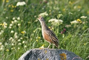 Images Dated 27th February 2008: Corncrake - calling