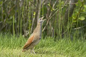 South Uist Prints: Corncrake - Calling Crex crex South Uist, Outer hebrides Scotland, UK BI016665