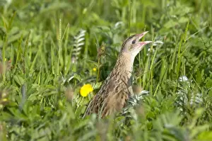 Corncrakes Prints: Corncrake - calling - in the machair - North Uist - Outer hebrides