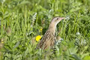 Corncrakes Prints: Corncrake - head showing amongst thick vegetation - the machair- North Uist - Outer Hebrides