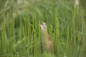 Corncrake - Male calling Crex crex South Uist, Outer Hebrides Scotland, UK BI016642