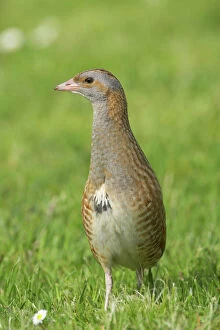 Images Dated 20th November 2008: Corncrake - On open ground