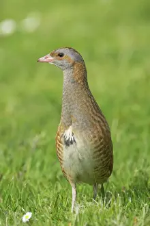 Scotland Prints: Corncrake - On open ground Crex crex South Uist, Outer hebrides Scotland, UK BI016734