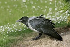 Images Dated 20th January 2006: corneille mantelee. Hooded Crow Corvus corone