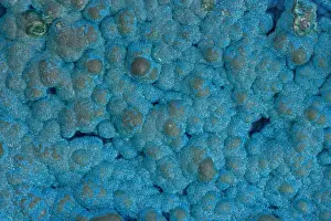 Cornetite Rare Copper Ore - Congo Africa