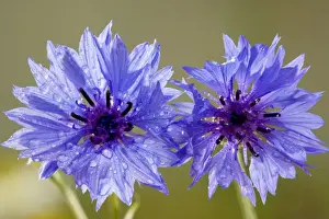 Cornflower (Centaurea cyanus), a rare cornfield weed in the UK. Dorset