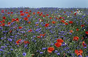 Landscapes Prints: Cornflower field with Common Poppies