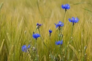 Images Dated 3rd July 2011: Cornflower / Hurtsickle - blooming cornflowers