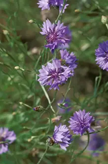 Weeds Prints: Cornflowers