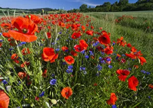 Images Dated 10th August 2020: Cornflowers and Poppies, (Papaver rhoeas) in a wheat field, Hessen, Germany Date: 19-Jun-19