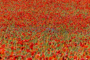 Images Dated 10th August 2020: Cornflowers and Poppies, (Papaver rhoeas) in a wheat field, Hessen, Germany Date: 19-Jun-19