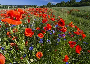 Cornflowers and Poppies, (Papaver rhoeas) in a wheat field, Hessen, Germany Date: 19-Jun-19 Cornflowers and Poppies, (Papaver rhoeas) in a wheat field, Hessen, Germany Date: 19-Jun-19