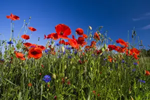 Cornflowers and Poppies, (Papaver rhoeas) in a wheat field, Hessen, Germany