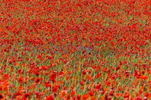 Cornflowers and Poppies, (Papaver rhoeas) in a wheat field, Hessen, Germany