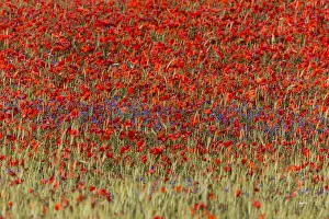 Cornflowers and Poppies, (Papaver rhoeas) in a wheat field, Hessen, Germany