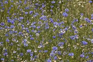 Cornflowers - as a weed in a cornfield