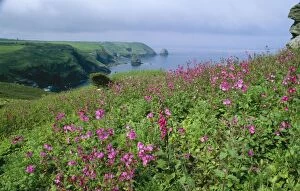 Cornish Coastal Path