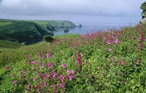 Tracks Prints: Cornish Coastal Path DAD 1318 Red Campion & Foxgloves