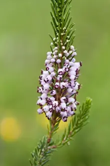 Heath Prints: Cornish Heath - Lizard - Cornwall - UK