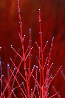 Dogwood Prints: Cornus Winter Beauty - adds vibrant colour to winter borders - December Kent garden. UK