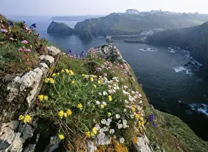 Villages Prints: Cornwall - spring flowers Red Campion, Kidney Vetch. Mullion Cove, Lizard, Cornwall, UK