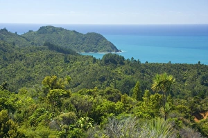 Images Dated 17th March 2008: Coromandel Coastline dense coastal bush vegetation grows right to the shoreline