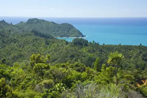 North Island Prints: Coromandel Coastline dense coastal bush vegetation grows right to the shoreline