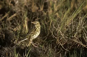 Pipit Prints: Correndera Pipit - perched on ground