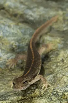 Newt Prints: Corsican Brook Newt - male in the water - Corsica - France