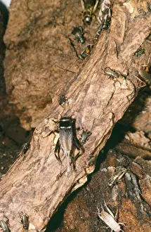 Corsican Cricket