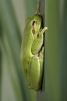 Corsican Green Tree Frog - On a leaf