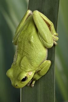 Images Dated 12th August 2005: Corsican Green tree frog - on leaves