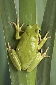 Corsican Green Tree Frog - on leaves