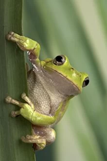 Images Dated 8th August 2005: Corsican Green Tree Frog - on leaves