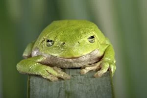 Corsican Green Tree Frog - Swallowing a fly