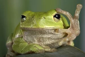 Corsican Green Tree Frog - View from the front