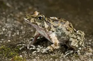 Mediterranean Prints: Corsican Painted Frog - male - Endemic of the Corsica Island - France