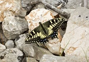 Corsican Swallowtail Butterfly Sardinia, Italy