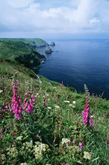 Coastline Prints: Corwall - Rad Campion & Foxgloves flowers on the cornish coastal path above Bocastle. UK