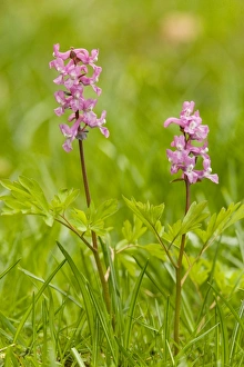 Images Dated 13th May 2007: A corydalis (Corydalis intermedia) in flower, Julian Alps