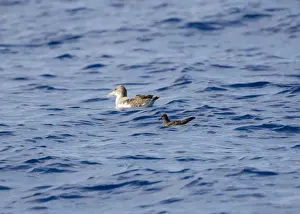 Madeira Prints: Cory's Shearwater and Bulwer's Petrel (Bulweria bulweri) - on the sea Madeira September