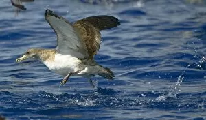 Images Dated 5th September 2008: Cory's Shearwater - in flight - running on the sea for take off