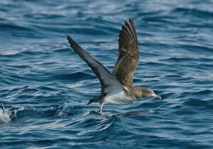 Corys Shearwater - in flight - running on the sea for take off