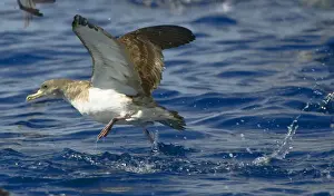 Cory's Shearwater - in flight - running on the sea for take off - Madeira - September